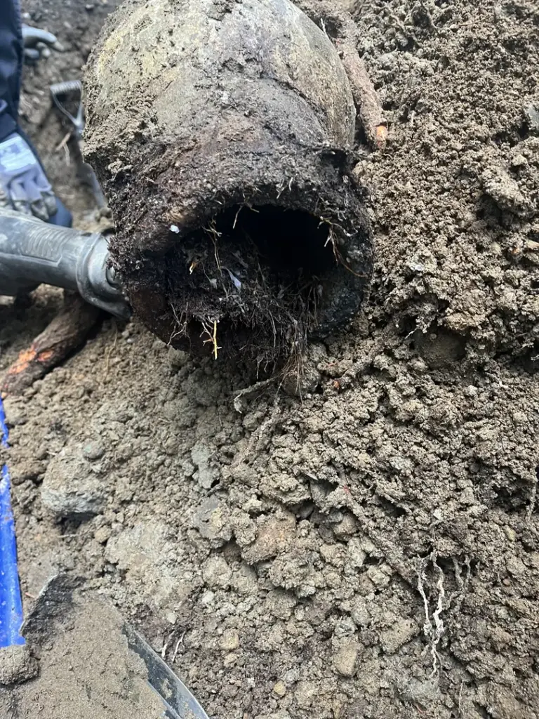 Blocked pipe with tree roots inside