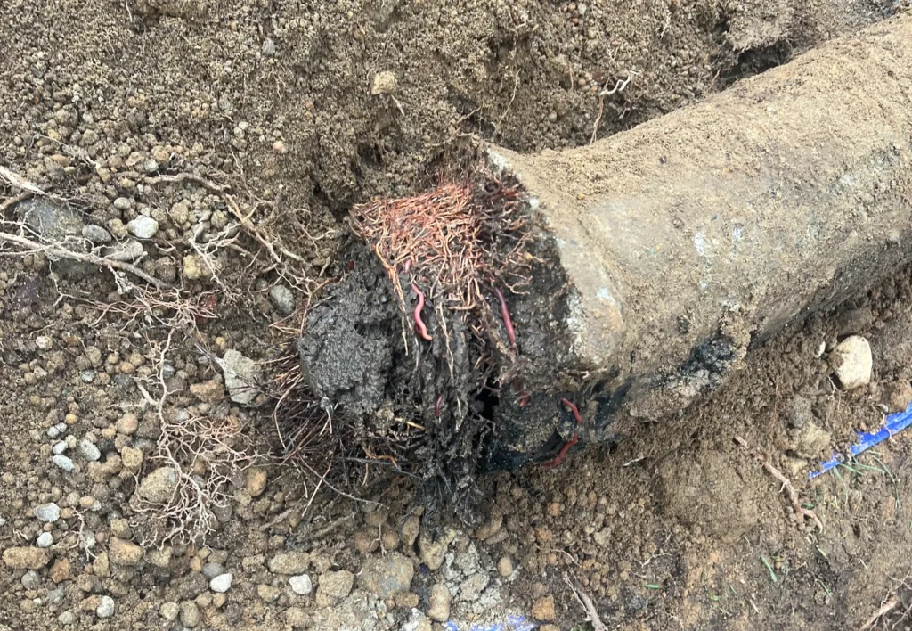 Severed pipe with tree roots inside